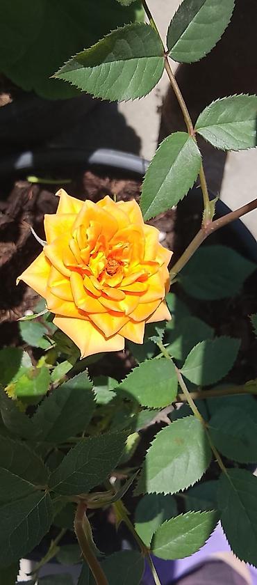 tikanli guller: 🌸 Kartenzia (Ortensiya) satışda! 🌸 Evinizə və bağınıza xüsusi gözəllik — 6