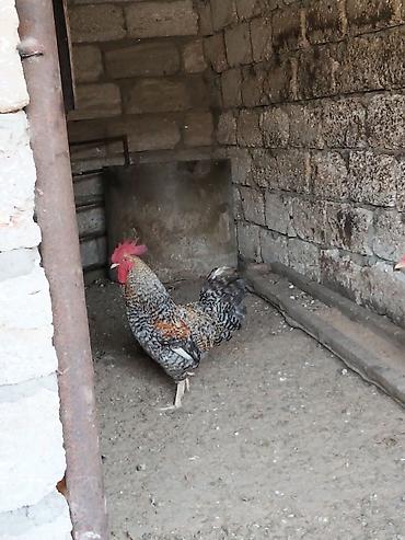 xoruz satlir: Salam bir cüt Xarkov cinsi xoruz ve ferəsi satılır qiymət 45 manatdı — 3