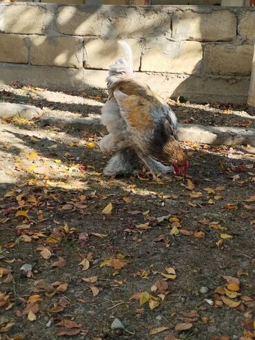 продажа собак в баку: Satdıq brama toyuqu lazımdır kimdə varsa Münasib qiymətə yaza