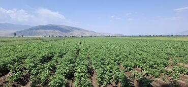 Картошка: Картошка Оптом — 11