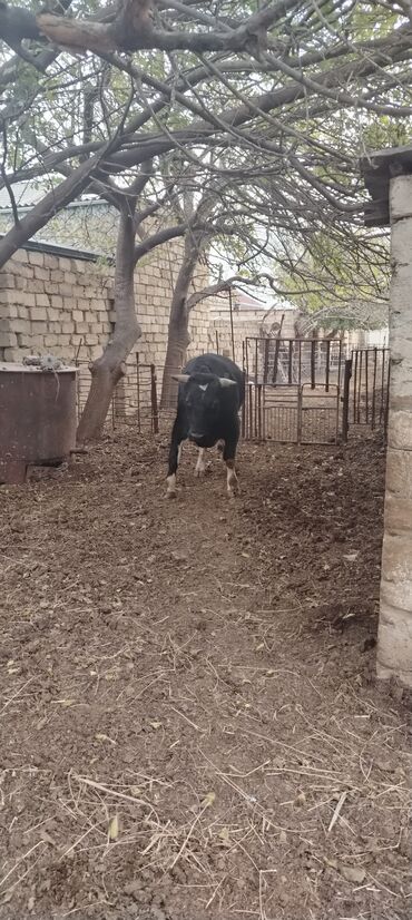Inəklər, öküzlər: Məhsul: Qara rəngdə, qısahornlu erkək mal (öküz/buğa) Xüsusiyyətlər -da lalafo.az — 8 Inəklər, öküzlər: Məhsul: Qara rəngdə, qısahornlu erkək mal (öküz/buğa) Xüsusiyyətlər — 8