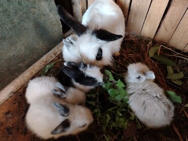 Dovşanlar: 23 gunluk Karlik balalar. Sekilde analarida duwub. Temiz saqlam ev