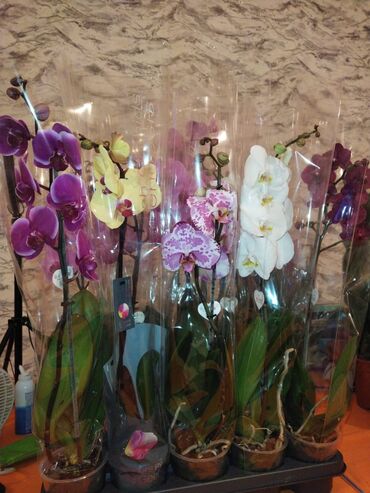 пальма комнатная: Продаются комнатные растения Отличный подарок на праздники Орхидеи
