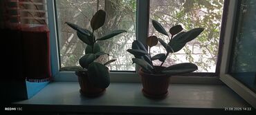 Фикусы: Растение фикус эластика (каучуконосный) с крупными глянцевыми листьями — 4