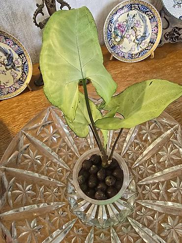 Otaq bitkiləri: Syngonium White Butterfly. Nadir bitki növü — 1