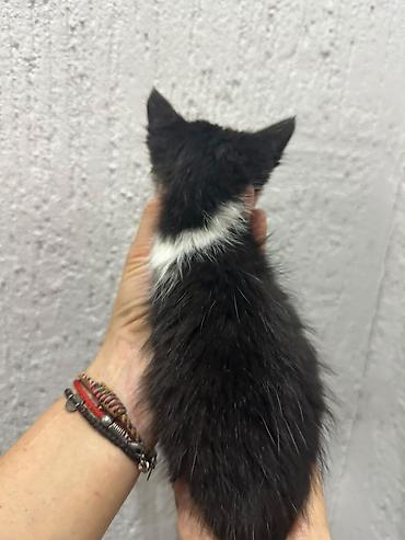 Отдам даром кошку: Очаровательные черно-дымчатые котята. с белыми носочками. Чистые — 11