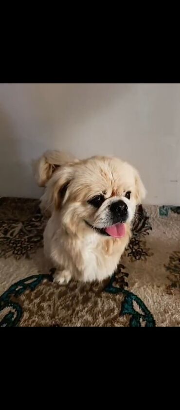 İtlər: Pekines, 1 il, Erkek, Rayonlara çatdırılma