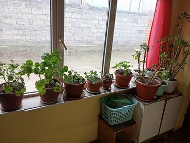 Другие комнатные растения: Дагаворная