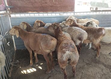 альпийские козы: Продаю | Овца (самка), Ягненок, Баран (самец)