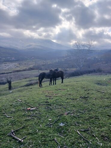 Atlar: Dişi, Ərəb, il: 5, Ünvandan götürmə