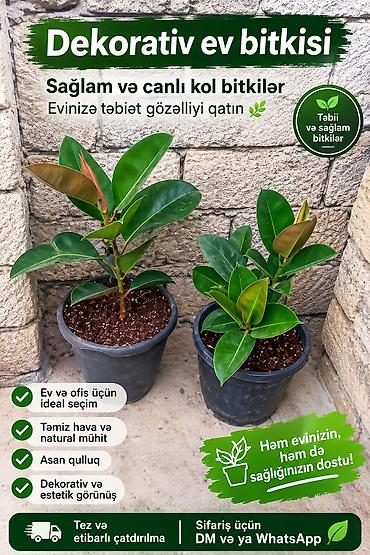 otaq arakesmeleri: Dekorativ ev bitkisi – sağlam və canlı kol bitkilər Məhsul — 1