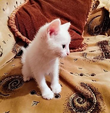 Кошки: В добрые руки — 3
