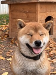 купить чистокровную немецкую овчарку: Сиба-ину, 1 год, Самец, С прививкой