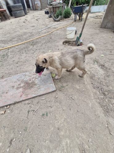 itlə barter: Qurdbasar, 3 ay, Erkek, Ünvandan götürmə
