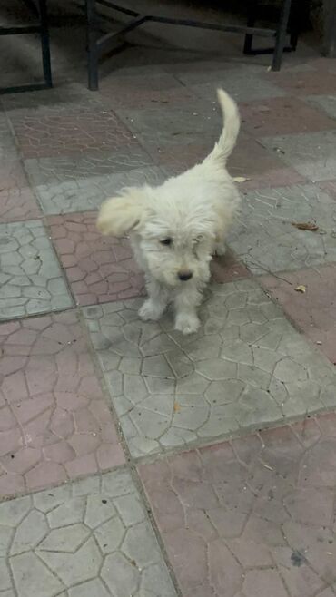 Продажа собак: 3 месяца, Самец — 10