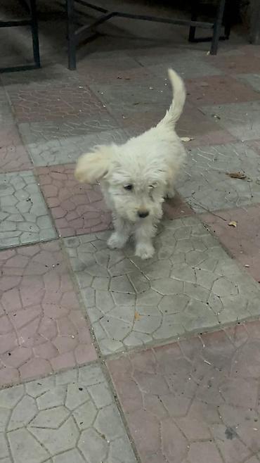 Продажа собак: 3 месяца, Самка — 8