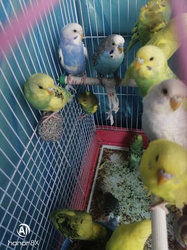 Tutuquşları: Papuqaylar 9azn Papuqay qəfəsləri 9azn Təzə qəfəslərdi 9-azn -da lalafo.az — 11 Tutuquşları: Papuqaylar 9azn Papuqay qəfəsləri 9azn Təzə qəfəslərdi 9-azn — 11