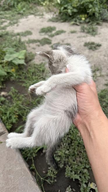Отдам даром кошку: Котята: мальчик и девочка К латку приучены, игривые кушают очень — 16