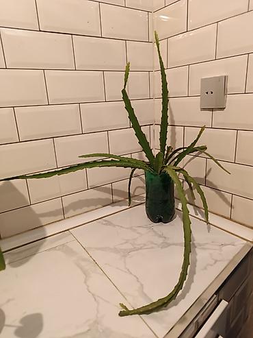 ana ureyi: Otaq bitkiləri – sukulent və kaktus koleksiyası - Sansevieria — 2