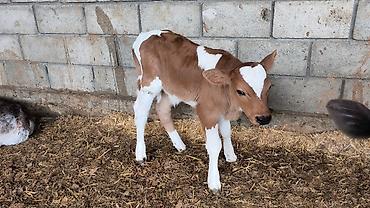 Коровы, быки: Продаю | Бык (самец) | Симментальская | Для разведения — 18