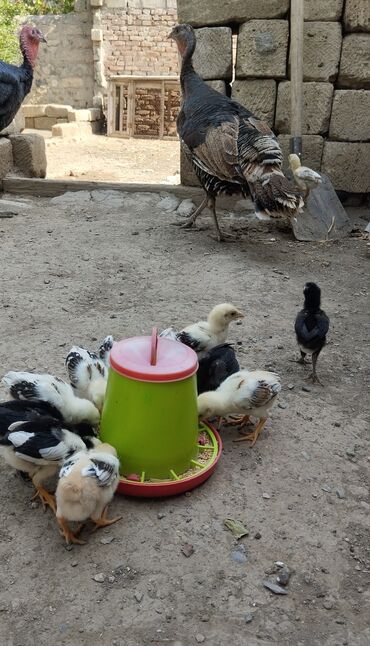 Akvarium aksessuar və ləvazimatları: Təmiz qan heyratı cücələri satılır tam saglamdilar heç bir