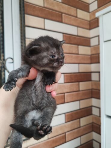 Pişiklər: Yaxşı əllərə -da lalafo.az — 2 Pişiklər: Yaxşı əllərə — 2