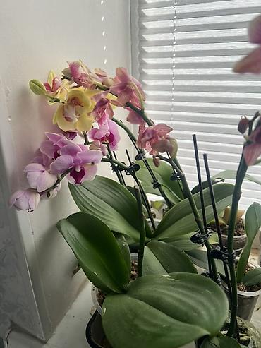 комнатные лимоны: Орхидеи Phalaenopsis в прозрачных горшках. - Окраски: нежно‑розовая с — 3