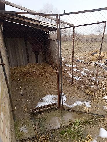 Продажа коттеджей и домов: Дом!!! продаю срочно дом, есть хоз постройки 2 сарая для скота — 18