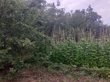 Torpaq sahələrinin satışı: 6 sot, Tikinti, Makler, Kupça (Çıxarış) — 14