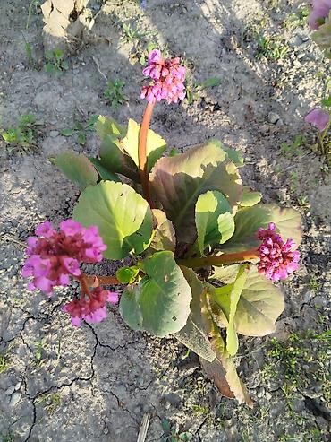 Гортензия: Саженцы — 14