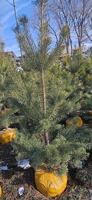 Искусственные ёлки: Ёлка,сосна,голубые ели,пихта,берёза — 23