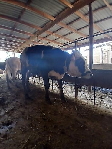 Dana, buzov: 3 erkək 2 dişi dana — 13