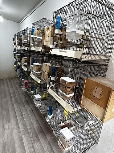 Tutuquşları: Vannisti axtaranlar veya cütü 40 -50 manata cex axtaranlar yazmasın !… — 12