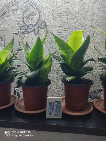 Другие комнатные растения: Хлорофитумы. распродажа Хлорофитум - можно по праву назвать — 15