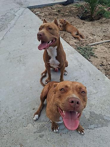 tap. az ov itleri: Pitbul, 3 ay, Dişi — 4
