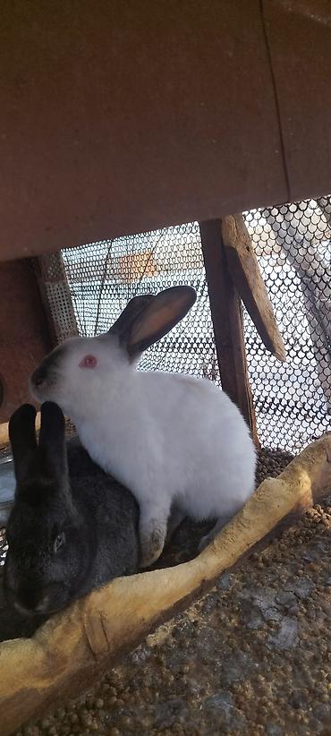 Кролики: Продаю | Кролик самец, Крольчиха (самка) — 6