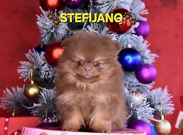 Psi: Pomeranac Boo. NOVO! Ekskluzivni dugo ocekivani stenci pomeranca u — 15