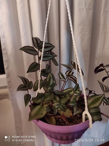 nokia yarpaq: Tradescantia zebrina dekorativ otaq bitkisi. - Yarpaqlar — 2