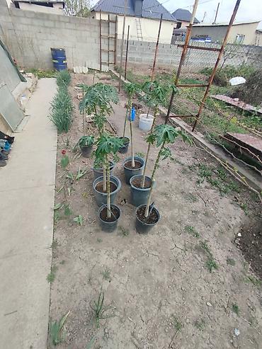 Папайя (Carica papaya) в горшках — саженцы для теплицы или зимнего at lalafo.kg Папайя (Carica papaya) в горшках — саженцы для теплицы или зимнего