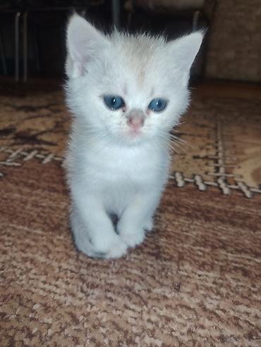 sfinks pişik: Qızıl şinşilla, Erkək, Yaxşı əllərə — 3