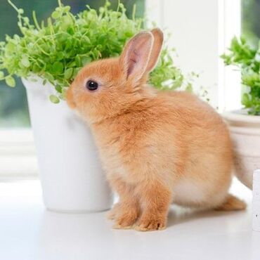 Dovşanlar: Ev dovşanı balaları satılır. Karlik(cırtdan) cinsi. Sağlam və — 14