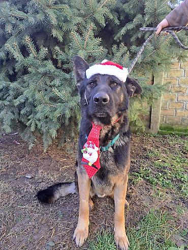 Psi: ❗ IZGUBLJEN PAS – DON ❗ 🙏 MOLIMO ZA POMOĆ I DELJENJE 🙏 Don je nestao i — 7