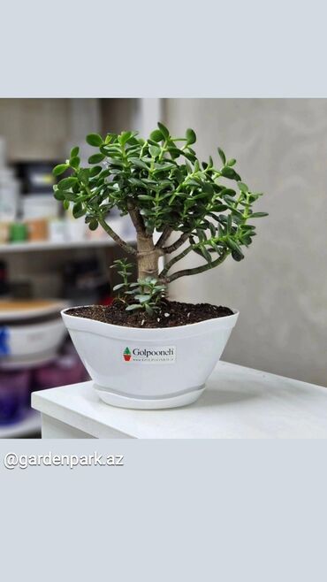 Digər bitkilər: Pul gülü bonsai 40azn Spatifillium 10azn Krassula keramik dibcekde