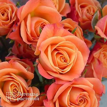 Роза: Саженцы — 13