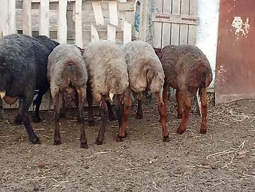quzu qiyməti: Salam.qurbanliq quzular var her çəkidə isdeyen elaqe saxlaya bilər — 2