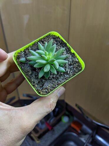 Otaq bitkiləri: Sukkulentlər. Sağlam və dözümlü bitkilərdi. Uzun müddət susuz qala — 10