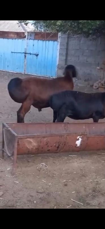 Qoyunlar, qoçlar: Cütü 450. AZN dişi boğazdır — 3