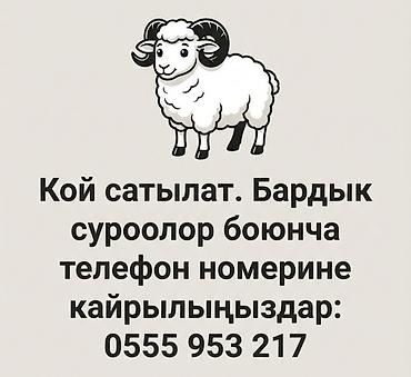 Баран, овца: Продаю | Баран (самец) | Для разведения — 15