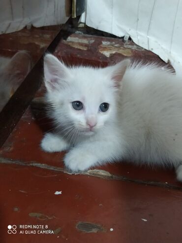 pisiklerin cutlesmesi: Котята 50 дней мальчик и девочка отдам хорошие руки