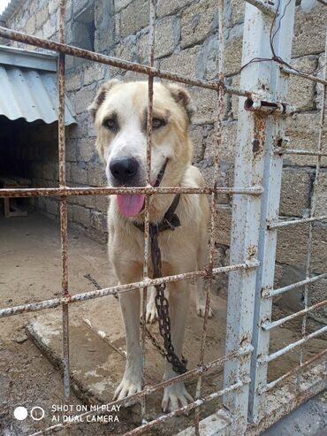 labrador satılır: 1 il, Erkek